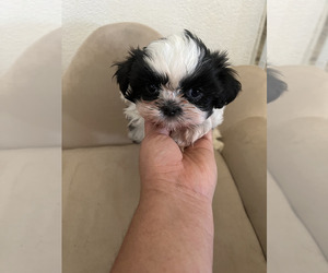 Shih Tzu Puppy for Sale in SANGER, California USA
