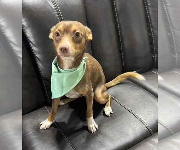 Medium Photo #4 Chihuahua Puppy For Sale in FRAMINGHAM, MA, USA