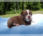 Small Photo #13 Boston Terrier Puppy For Sale in MONROE, NH, USA