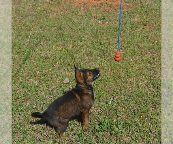 Medium Photo #4 German Shepherd Dog Puppy For Sale in POWDER SPRINGS, GA, USA