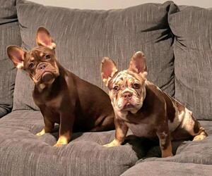 French Bulldog Puppy for Sale in CAPE CORAL, Florida USA