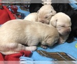 Small Photo #3 Labrador Retriever Puppy For Sale in WILSONVILLE, OR, USA