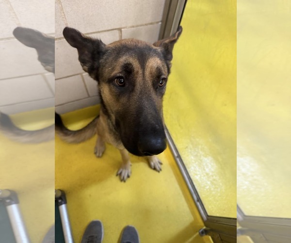 Medium Photo #44 German Shepherd Dog Puppy For Sale in Sebec, ME, USA