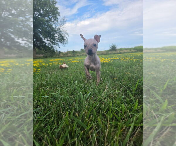 Medium Photo #11 American Hairless Terrier Puppy For Sale in MEDFORD, MA, USA
