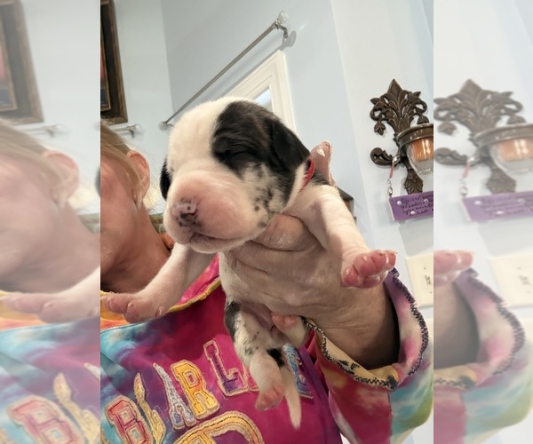 Medium Photo #5 Great Dane Puppy For Sale in CLANTON, AL, USA