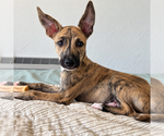 Small Photo #3 Mutt Puppy For Sale in St. Augustine, FL, USA