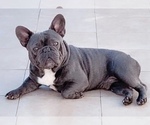 Small Photo #1 French Bulldog Puppy For Sale in CORAL GABLES, FL, USA