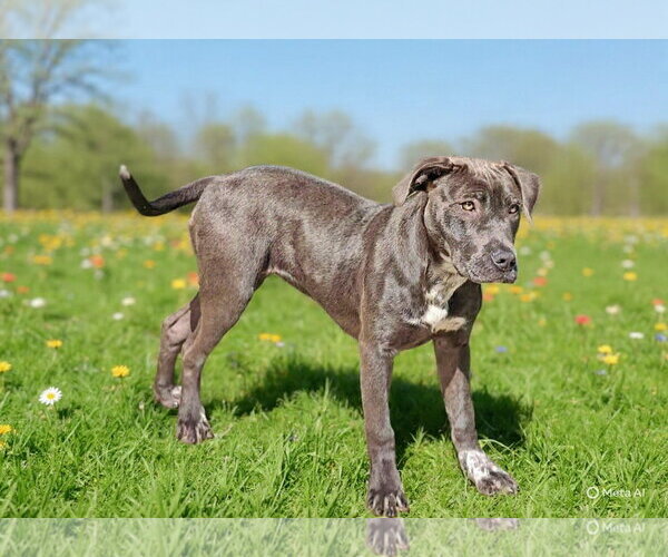 Medium Photo #9 Pointer-Unknown Mix Puppy For Sale in Talladega, AL, USA