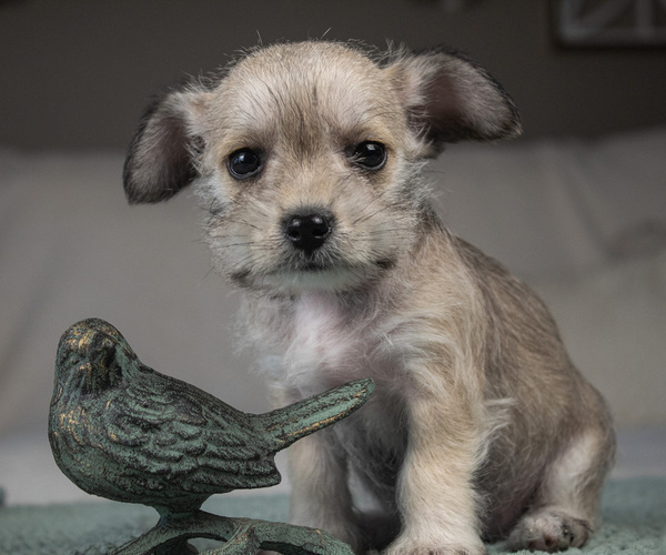 Medium Photo #9 Schnauzer (Miniature) Puppy For Sale in PENSACOLA, FL, USA