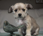 Small Photo #9 Schnauzer (Miniature) Puppy For Sale in PENSACOLA, FL, USA