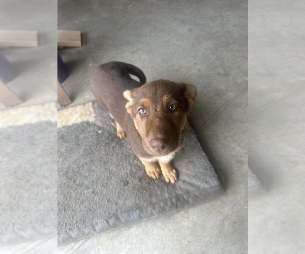 Medium Photo #20 German Shepherd Dog Puppy For Sale in OSAGE CITY, KS, USA