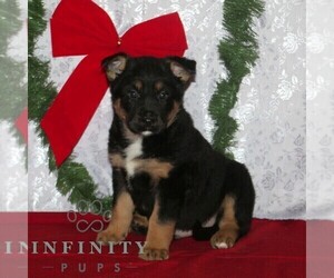 Australian Cattle Dog-German Shepherd Dog Mix Puppy for sale in OXFORD, PA, USA