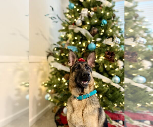 Medium Photo #2 German Shepherd Dog Puppy For Sale in La Grange , NC, USA