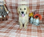 Small Photo #5 Golden Retriever Puppy For Sale in FALCON, CO, USA