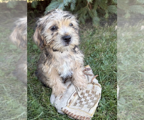 Medium Photo #3 Shorkie Tzu Puppy For Sale in MIDDLEBURY, IN, USA