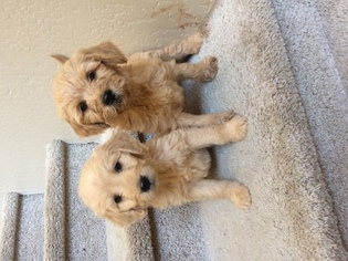 Goldendoodle Puppy for sale in CAVE CREEK, AZ, USA