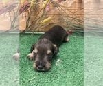 Small Photo #13 Schnauzer (Miniature) Puppy For Sale in FORT PIERCE, FL, USA