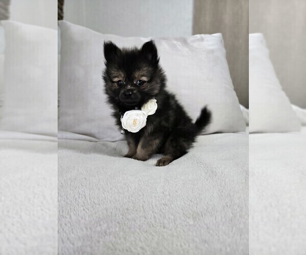 Medium Photo #16 Pomeranian Puppy For Sale in BRONSON, MI, USA