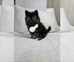 Small Photo #16 Pomeranian Puppy For Sale in BRONSON, MI, USA
