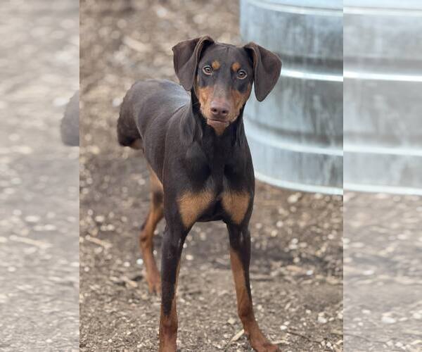 Medium Photo #3 Doberman Pinscher Puppy For Sale in Aurora, OH, USA