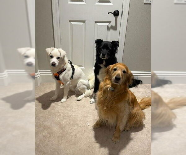 Medium Photo #6 Cocker Spaniel-Huskies  Mix Puppy For Sale in Lake Forest, CA, USA