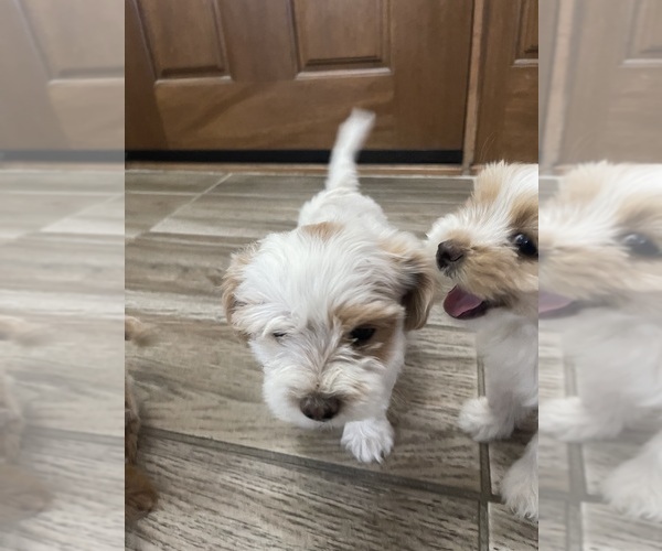 Medium Photo #7 Maltipoo Puppy For Sale in APPLE VALLEY, CA, USA