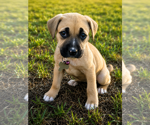 American Pit Bull Terrier-Black Mouth Cur Mix Dogs for adoption in Holly Springs, NC, USA