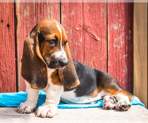 Basset Hound Puppy for sale in WAKARUSA, IN, USA