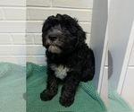 Small Photo #7 Kerry Blue Terrier-Polish Lowland Sheepdog Mix Puppy For Sale in VERSAILLES, KY, USA