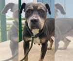 Small #2 American Staffordshire Terrier Mix