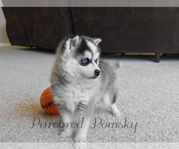 Medium Photo #5 Pomsky Puppy For Sale in KANSAS CITY, MO, USA