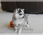 Small #4 Pomsky
