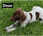 Puppy Dean German Shorthaired Pointer