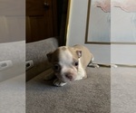 Puppy Puppy 5 Boston Terrier