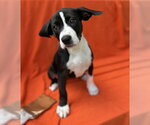 Hallowicked - Female Mutt Dog for Adoption - Small photo