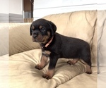 Small #21 Rottweiler