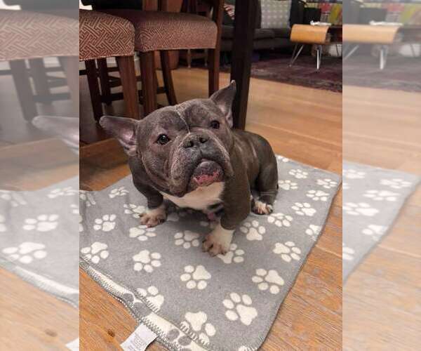 Medium Photo #2 French Bulldog-Unknown Mix Puppy For Sale in New York, NY, USA
