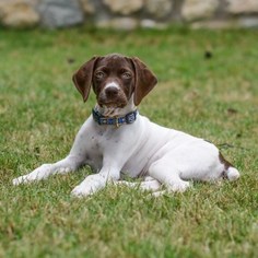 German Shorthaired Pointer Puppy for sale in MUENSTER, TX, USA