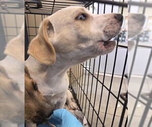 Mutt Dogs for adoption in San Antonio, TX, USA