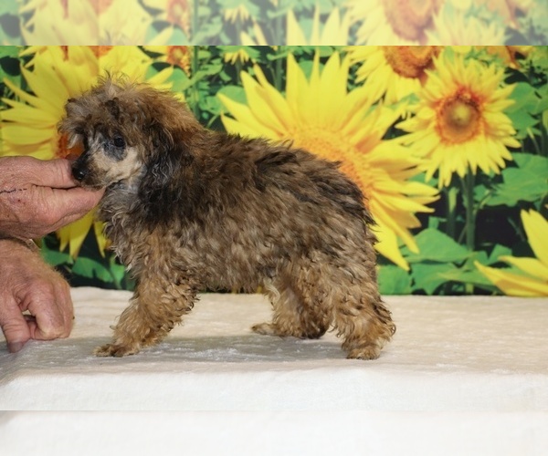 Medium Photo #18 Poodle (Toy) Puppy For Sale in DYERSBURG, TN, USA