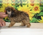Marbles - Male Poodle (Toy) Puppy for Sale - Photo #18