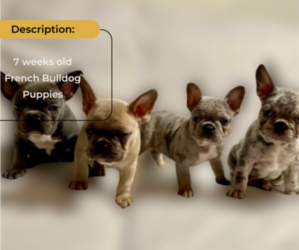 French Bulldog Puppy for Sale in TRAVELERS REST, South Carolina USA