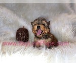 Small Photo #31 Yorkshire Terrier Puppy For Sale in HAYWARD, CA, USA