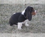 Small #10 Basset Hound
