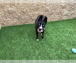 Small #2 American Pit Bull Terrier-Siberian Husky Mix