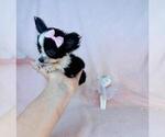 Small Photo #6 Chihuahua Puppy For Sale in FORT LAUDERDALE, FL, USA