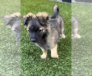 Mutt Dogs for adoption in Lake Elsinore, CA, USA