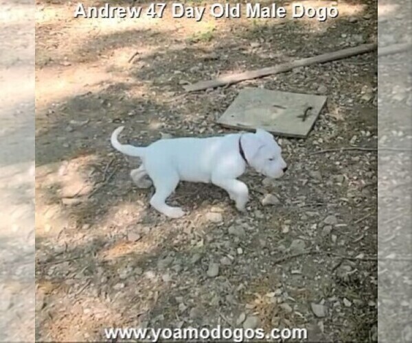 Medium Photo #83 Dogo Argentino Puppy For Sale in JANE, MO, USA