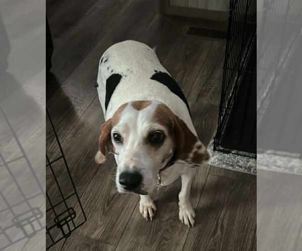 Medium Photo #1 Mutt Puppy For Sale in Fairfax, VA, USA