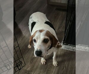 Mutt Dogs for adoption in Fairfax, VA, USA